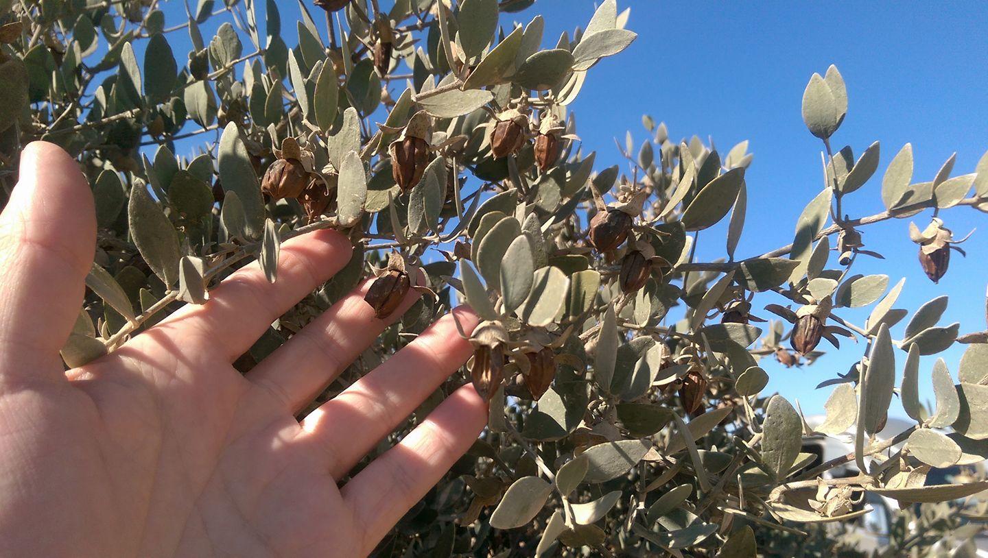 jojoba-farm-1.jpg