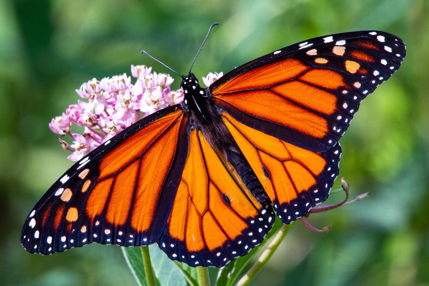 The Monarch Butterfly's Path to Federal Protection