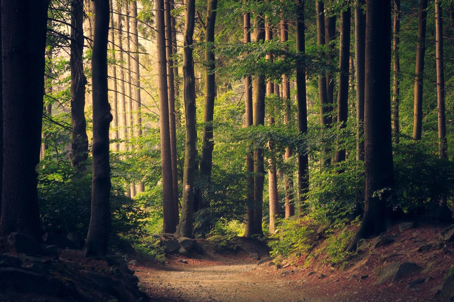 nature natural capital