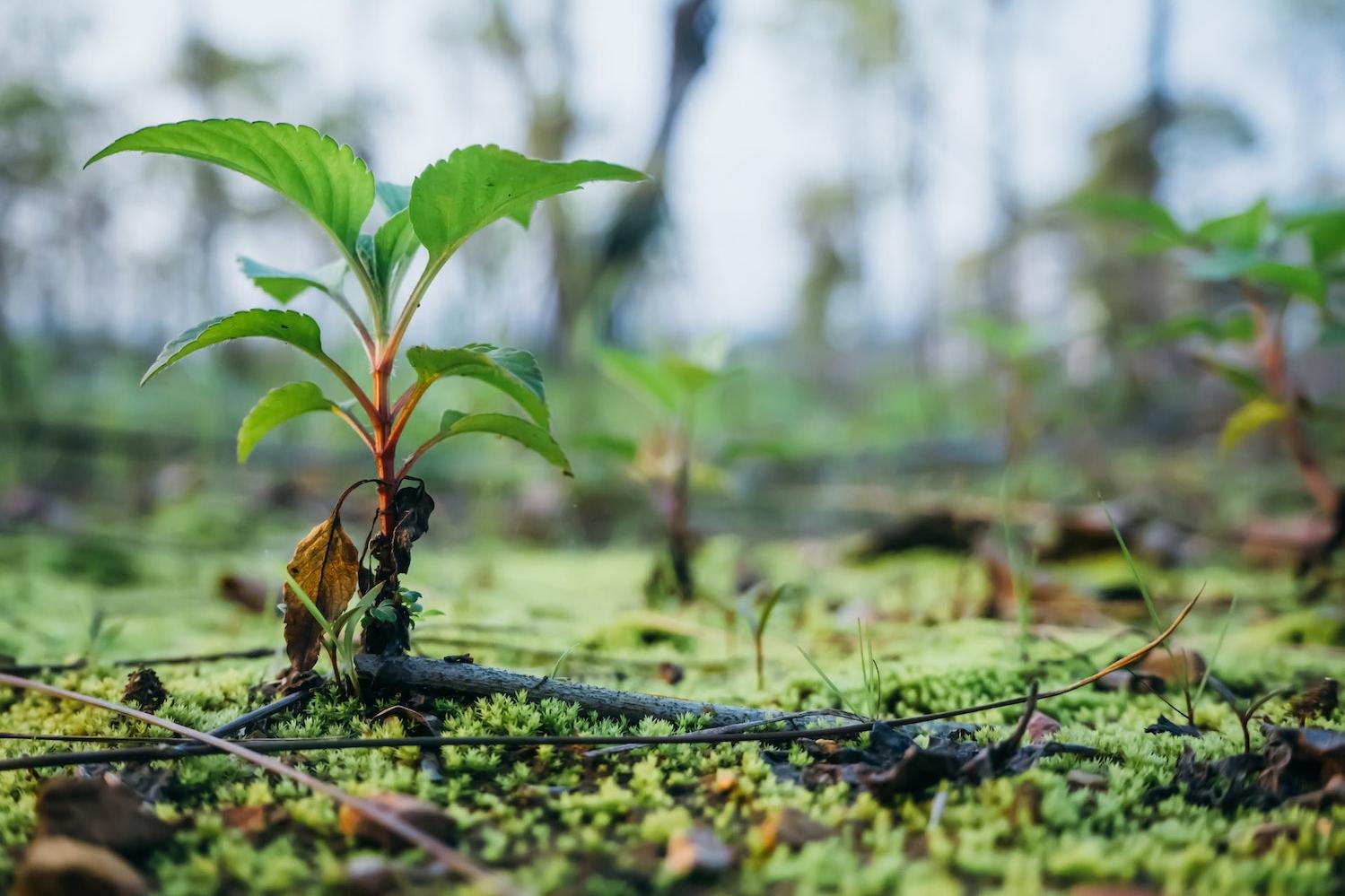 new baby tree grows in forest - tree planting - carbon credits - carbon markets