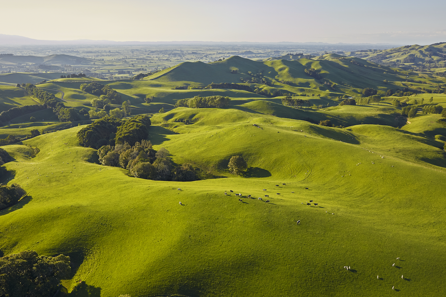 new zealand fields and farms with sheep grazing - grass-fed regenerative agriculture
