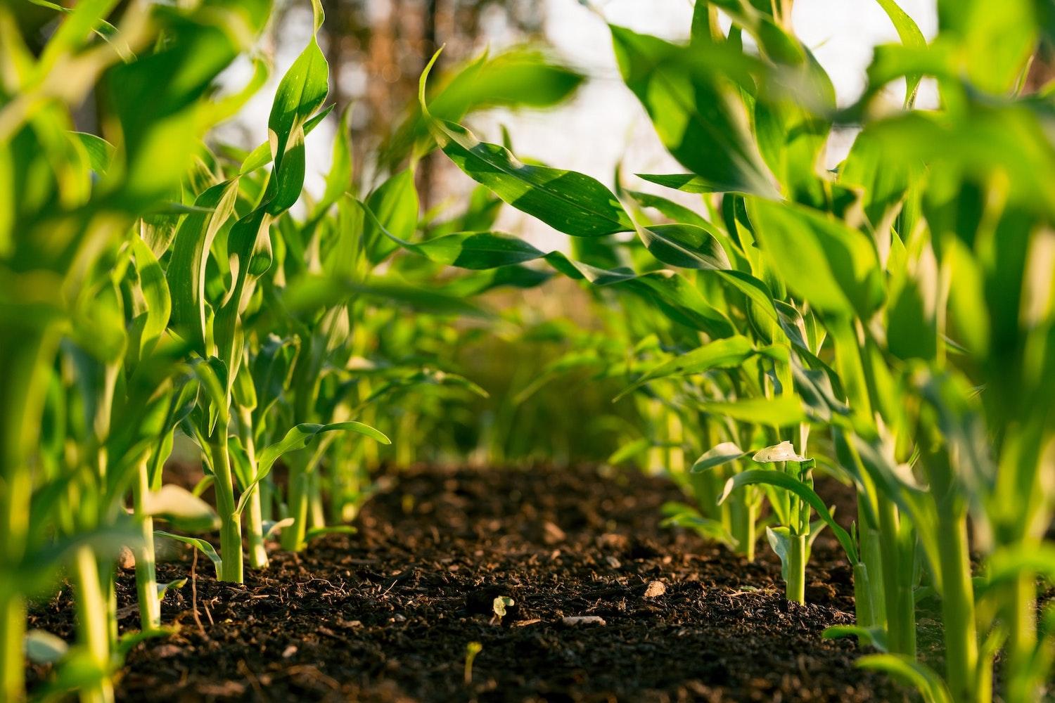 organic farming - green crops growing in rows