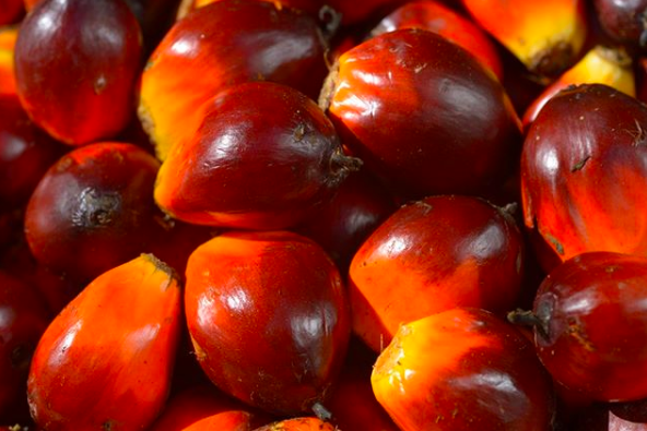 palm-oil-golden-agri.png