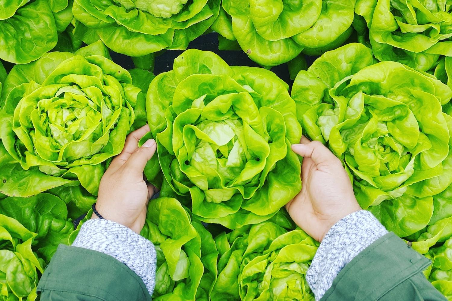 person picking lettuce growing in field - blockchain solutions for agriculture