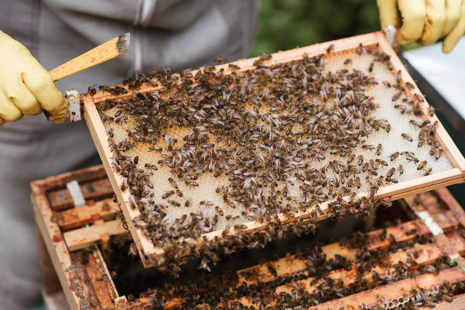 A beekeeper holds honeycomb with honey bees on it. 