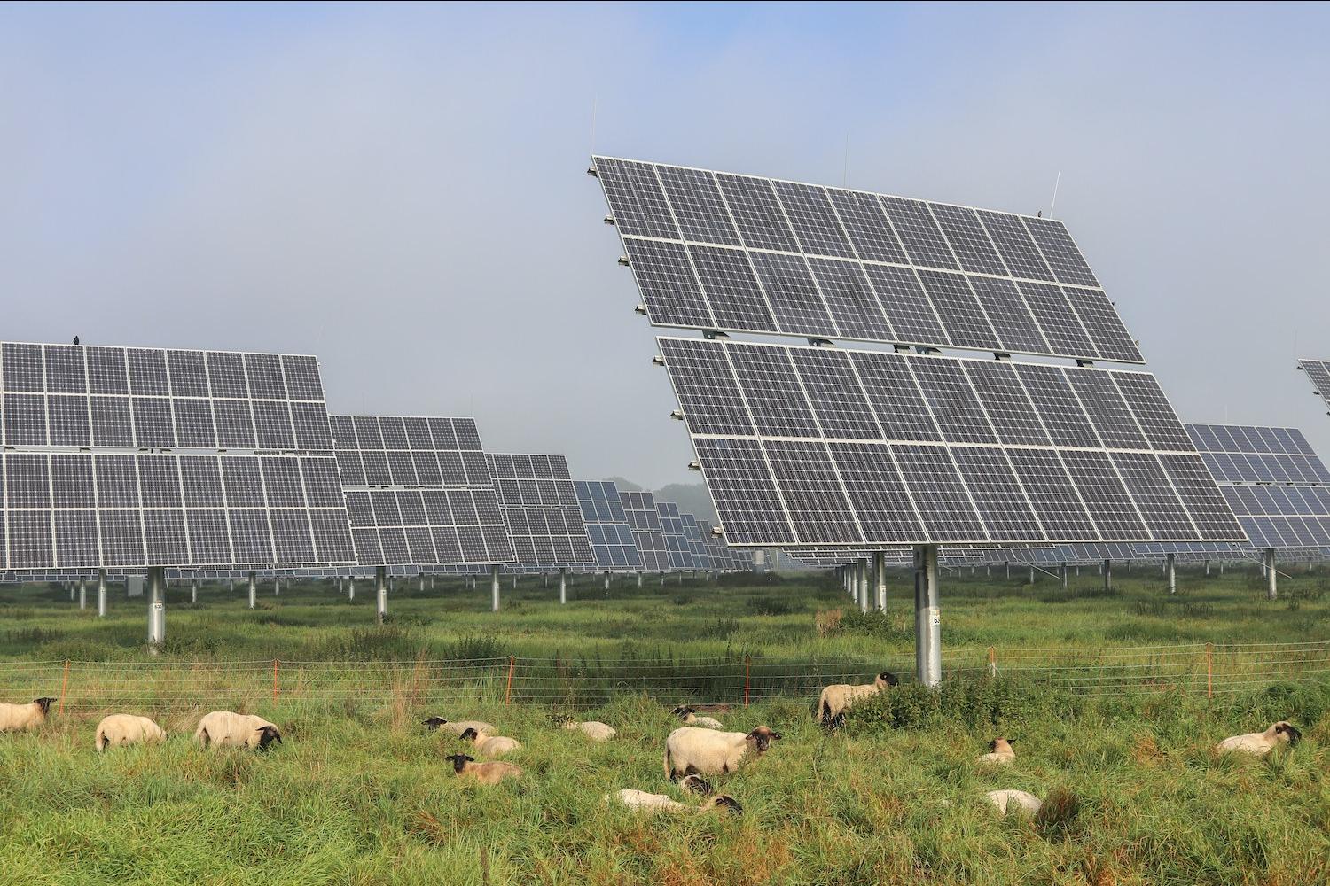 A flock of sheep grazing on a solar farm - renewable energy
