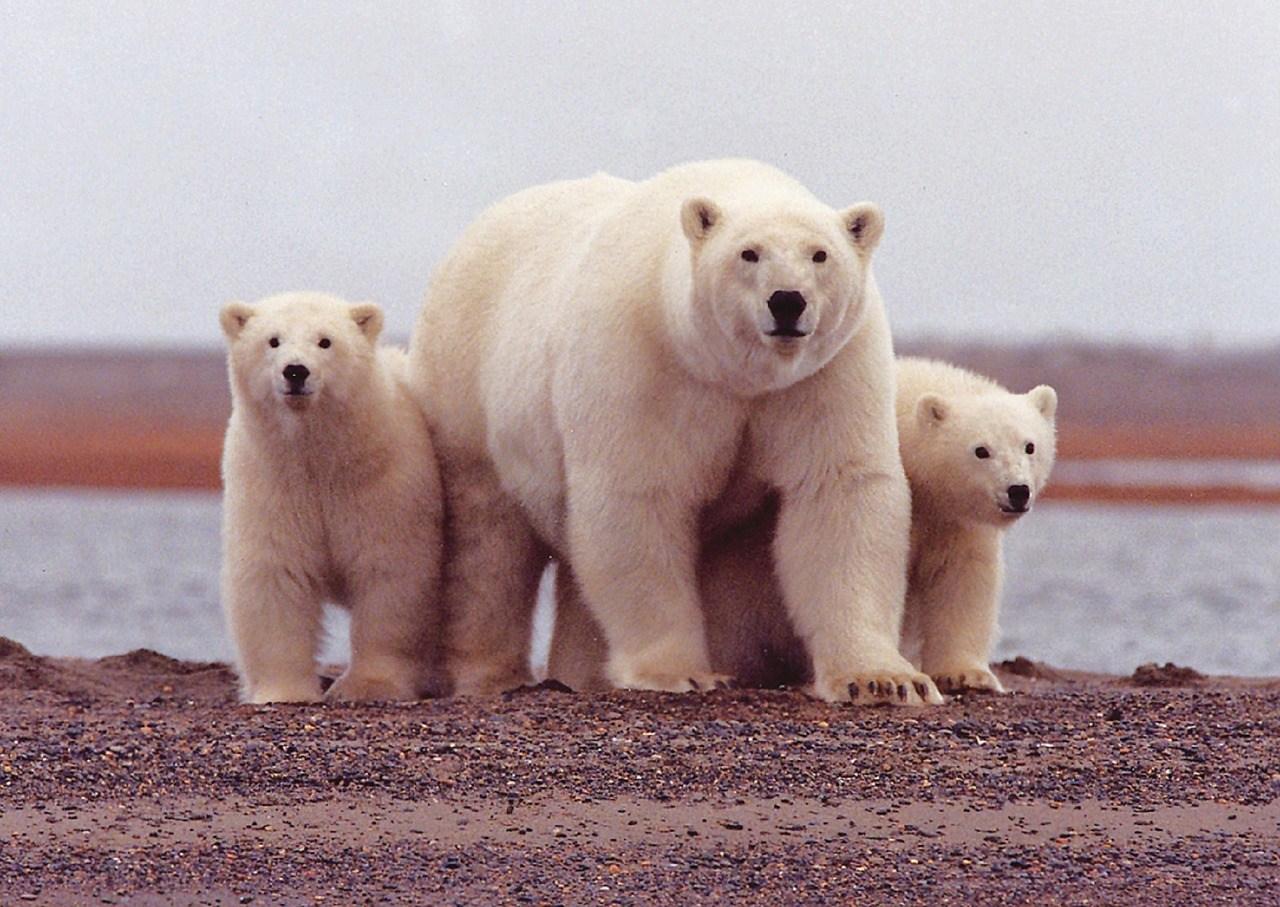 polar-bear-674001_1280.jpg