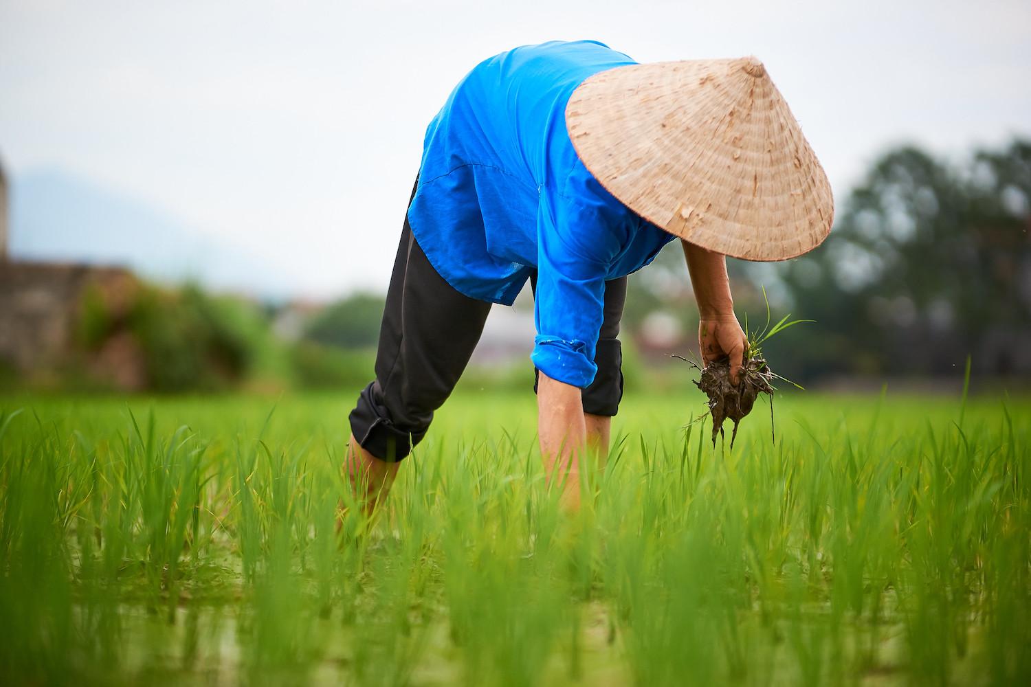 rice farmer vietnam