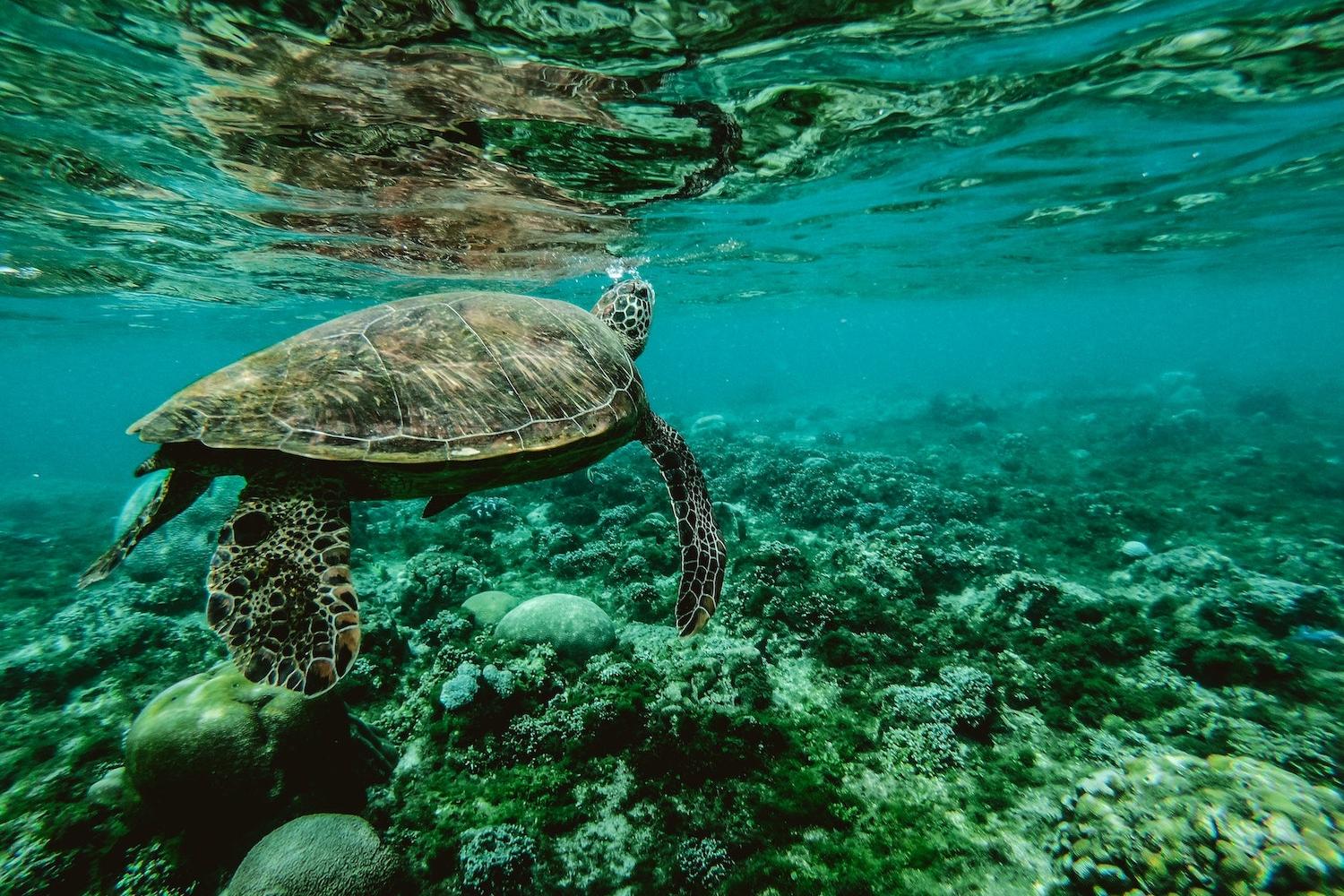 sea turtle swimming in coral reefs