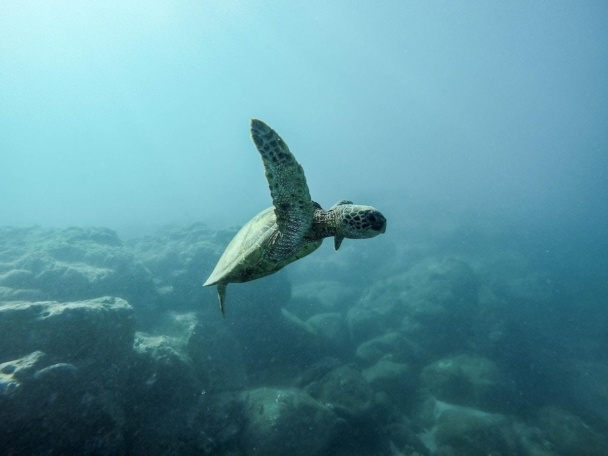 sea-turtle.jpg