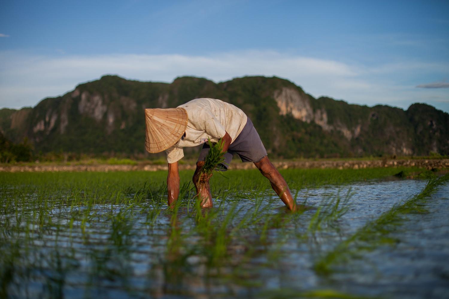 smallholder farms - farmer plants rice in field in indonesia