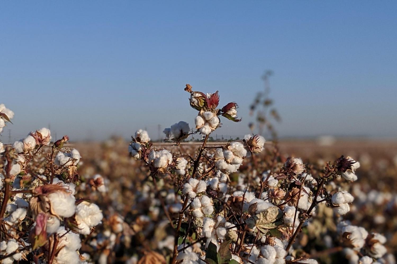 Sustainable Cotton