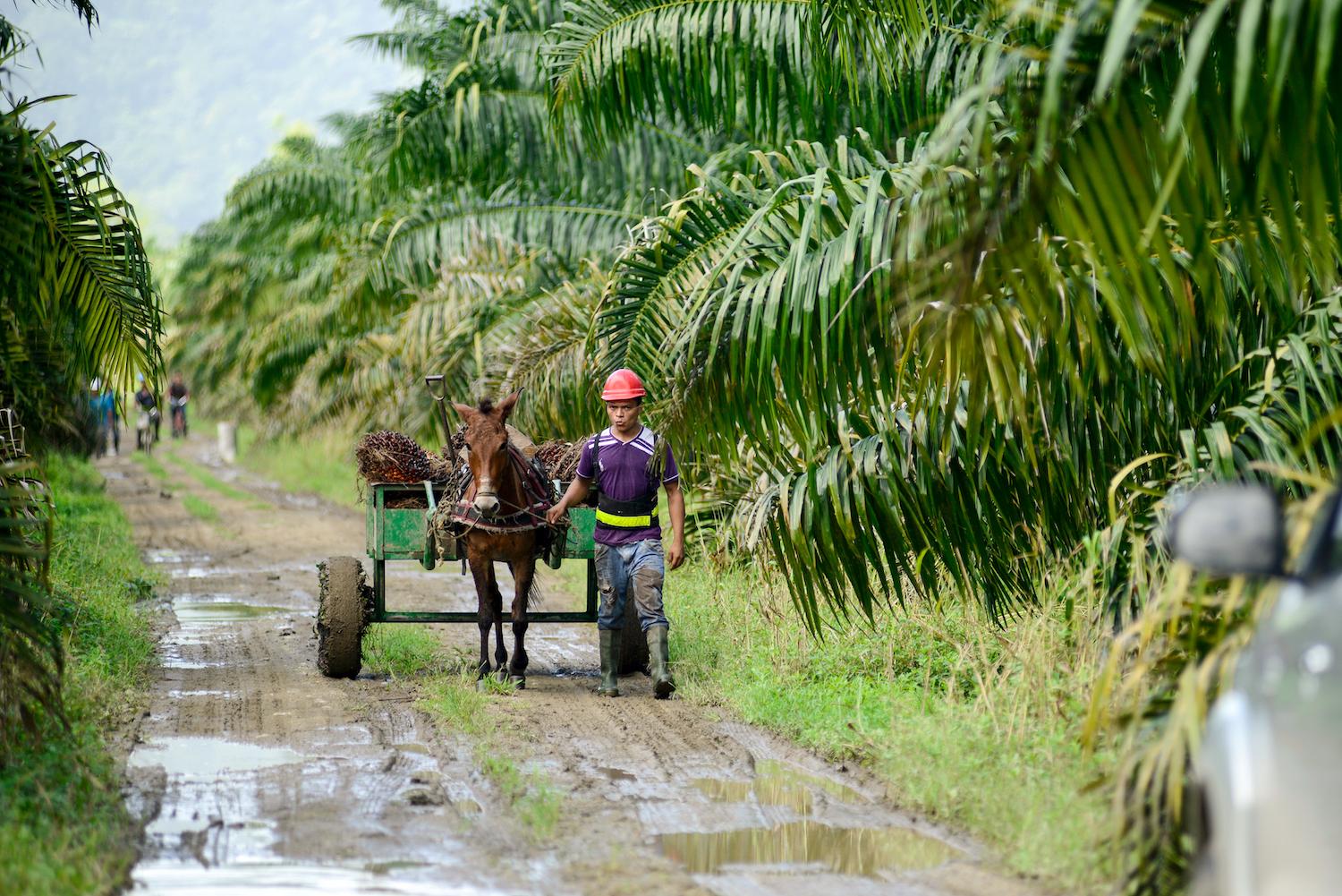 sustainable palm oil - palm oil farm - palm oil farmer