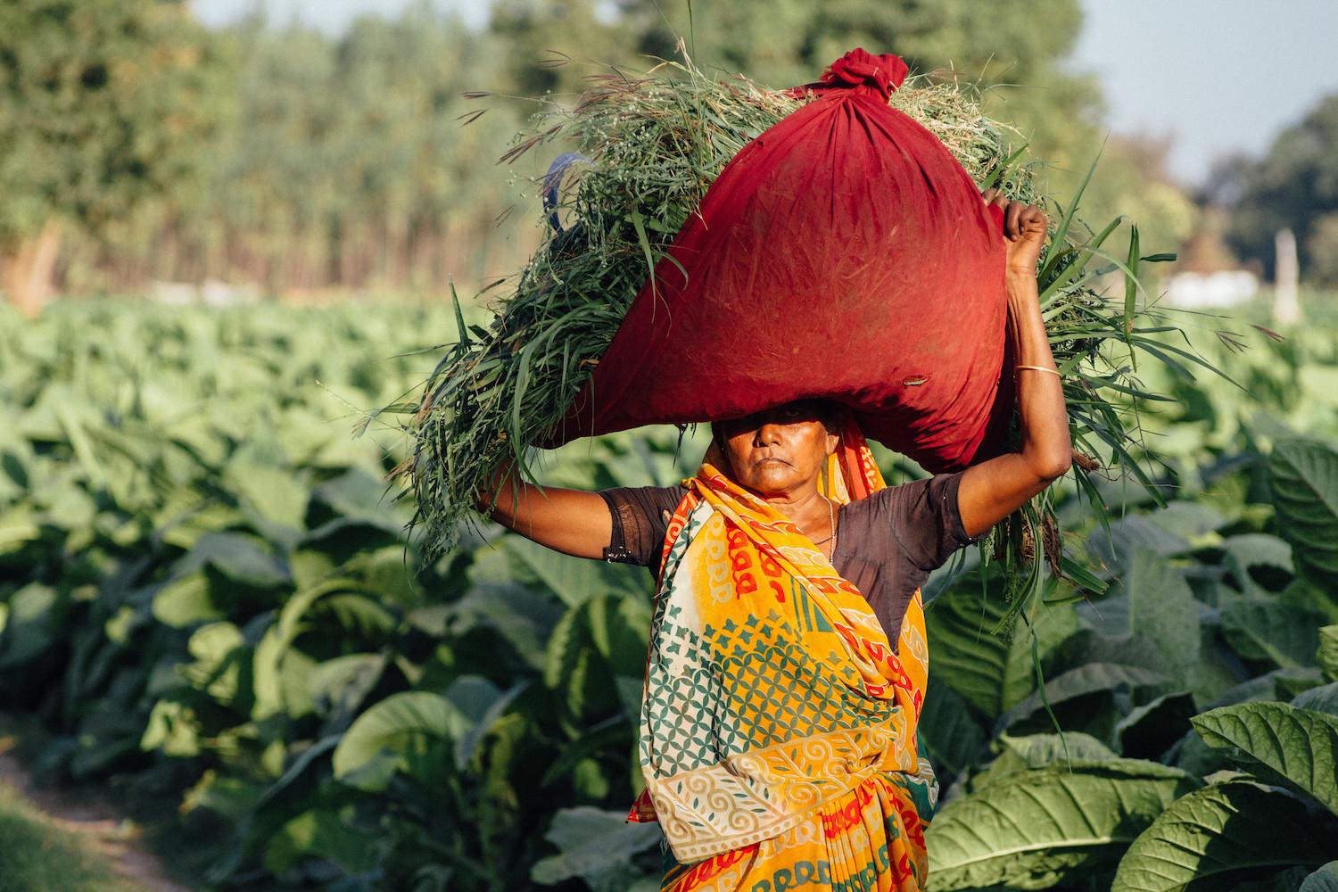 tobacco farmer