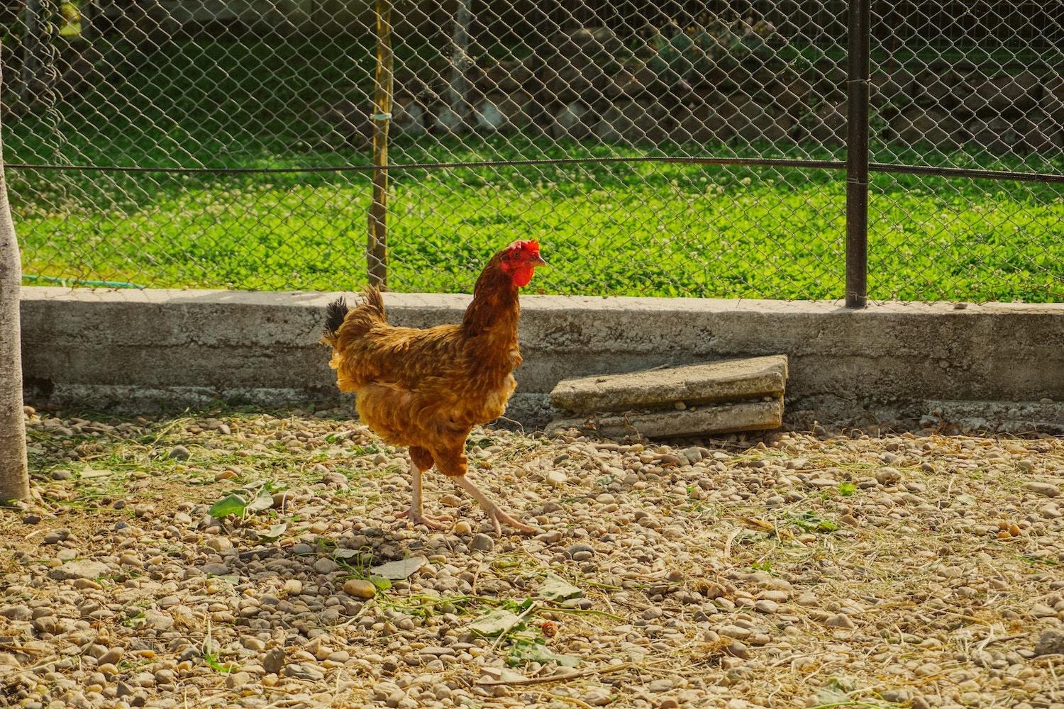 urban homesteader — chicken in yard