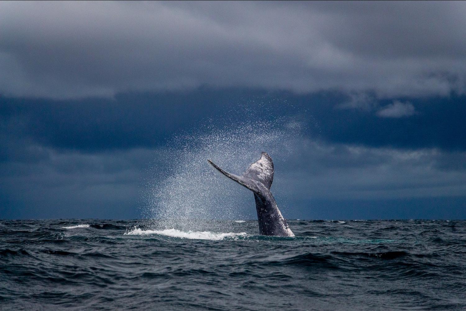 whale tale coming up out of the ocean - whales - whale conservation