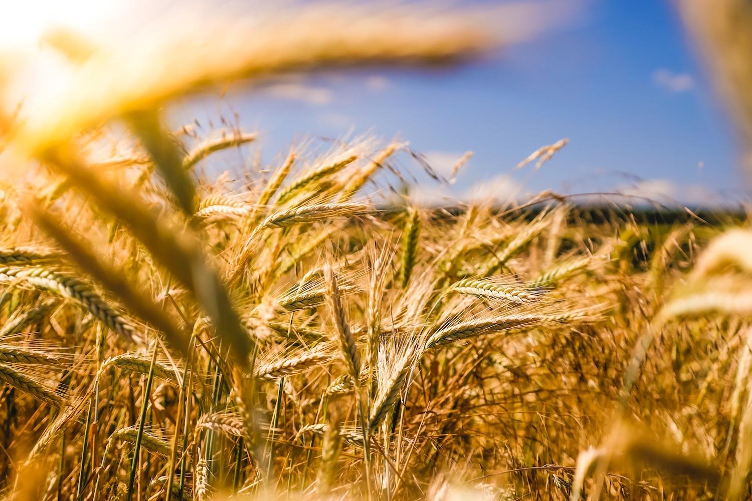 wheat growing on farm - farmers - sustainability