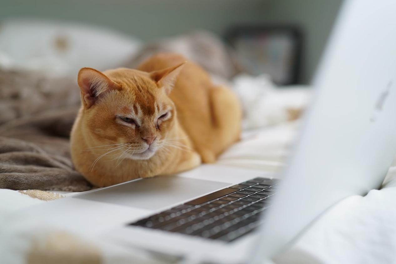 webinars to watch cat working from home