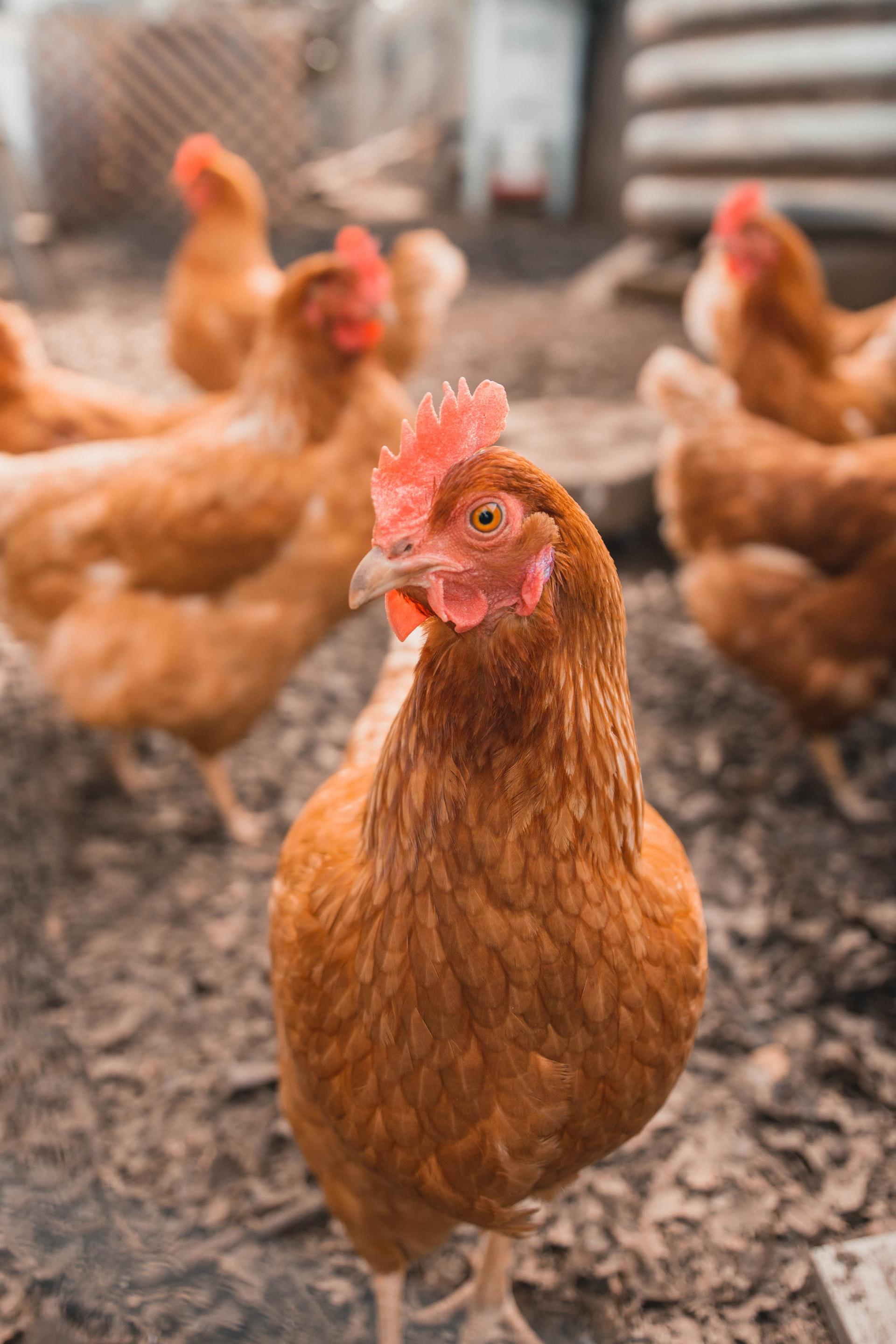 chickens