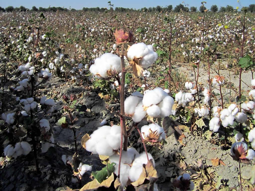 How Cotton Recovery is Changing the Game for Sustainable Fashion