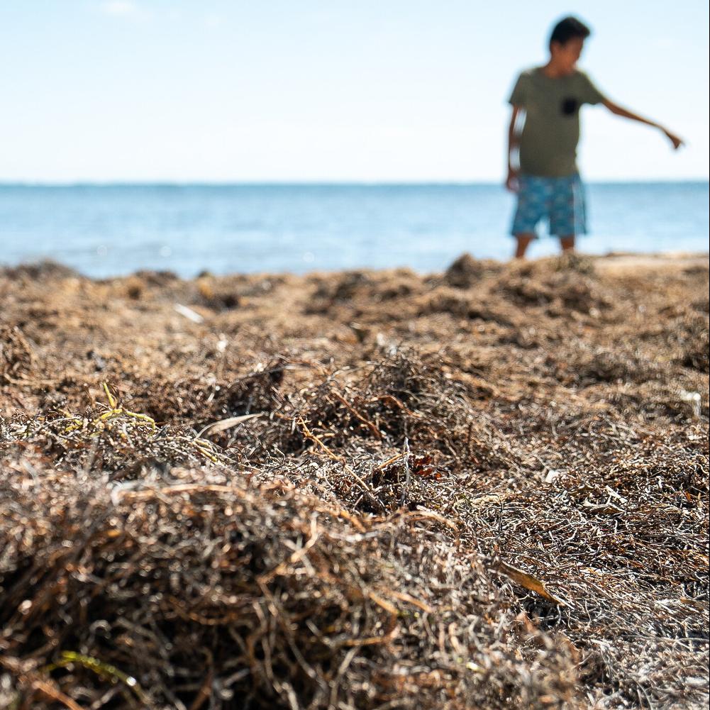 A photo of a boy on a beach in Mexico that is covered in sargassum seaweed.