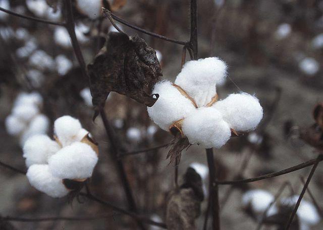 640px-CottonPlant.jpg