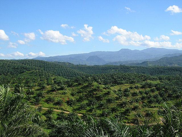 640px-Oil_palm_plantation_in_Cigudeg-03.jpg 640px-Oil_palm_plantation_in_Cigudeg-03.jpg