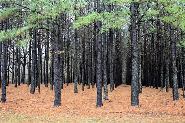 640px-Pinus_taeda_plantation.jpg