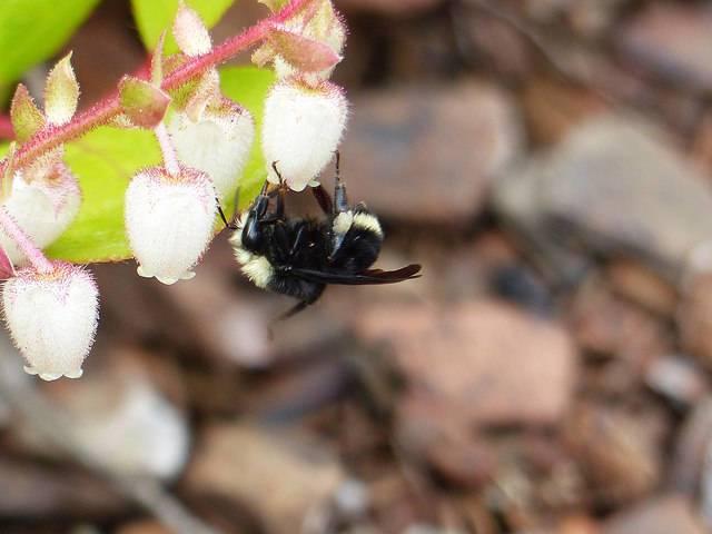 A-bumblebee-on-an-Oregon-wildflower.jpg