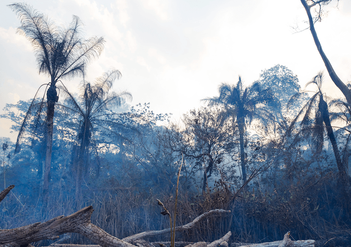 A-charred-forest-before-being-bulldozed-in-Bolivia.png