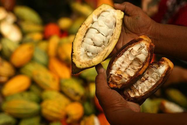 A-cocoa-farm-in-Indonesia.jpg
