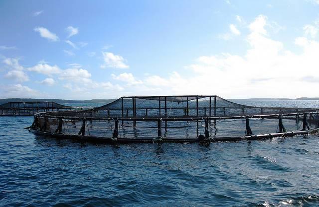 A-fish-pen-at-a-NOAA-research-center-in-Maine.jpg