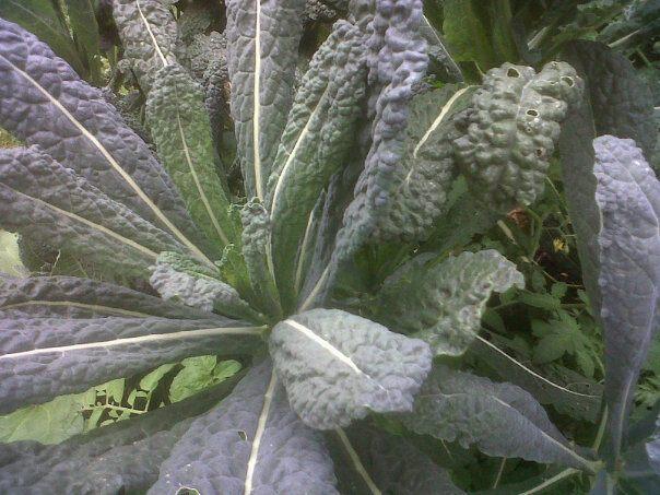 A-plant-based-diet-can-help-stall-climate-change-but-communication-poses-a-huge-challenge.jpg