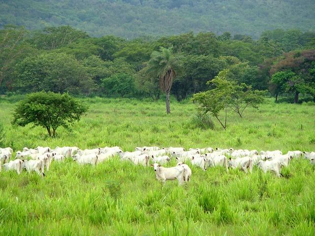 A-ranch-in-Brazil-participating-in-an-ICV-program.jpg