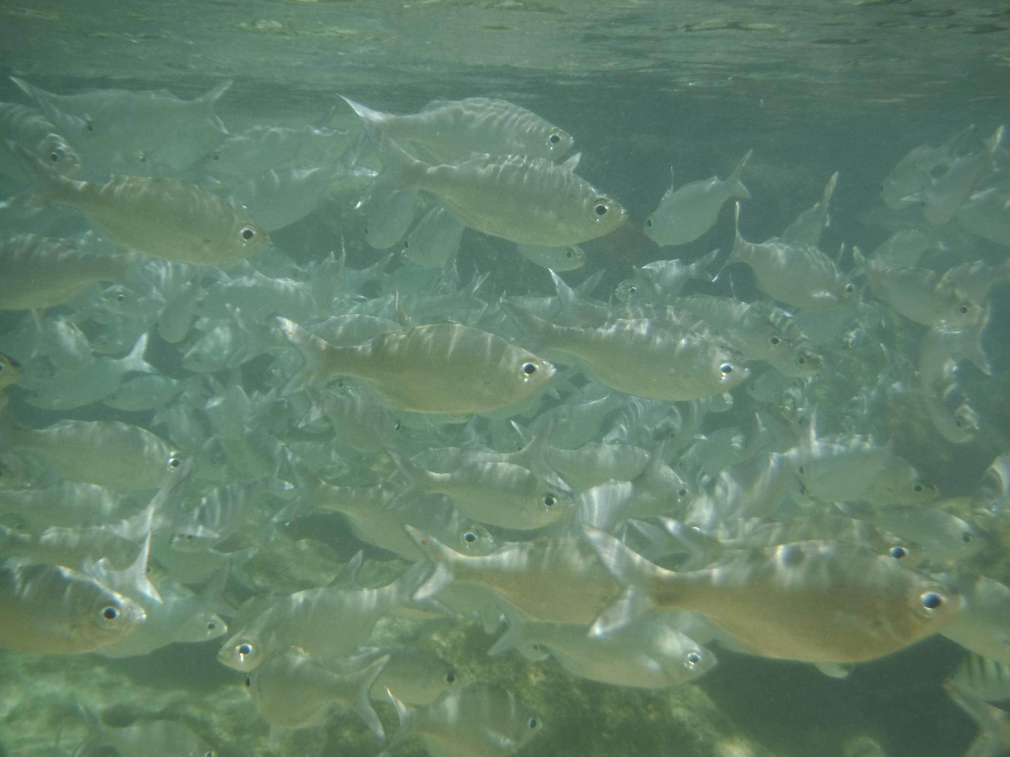 A-school-of-nenue-fish-off-of-Hawaiis-north-shore.jpg