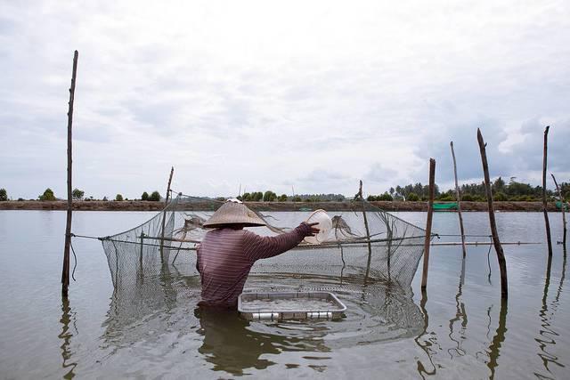 A-shrimp-farm-in-Indonesia.jpg
