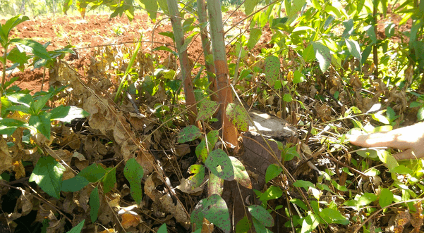 A-stump-growing-shoots-or-future-trees.png