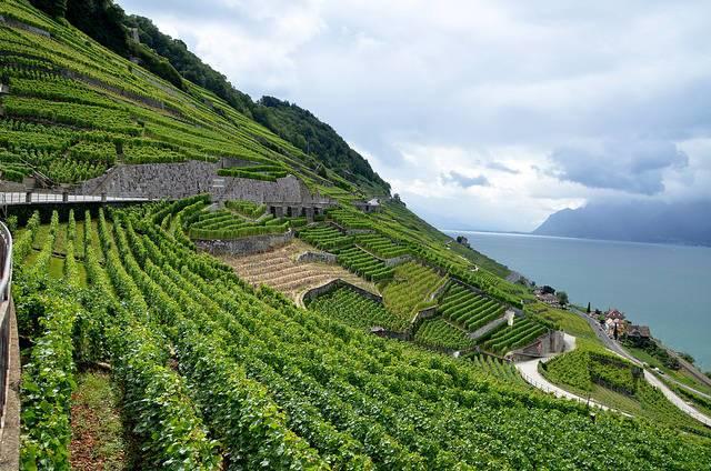 A-vineyard-in-the-Lavaux-region-of-France.jpg