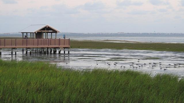 A-wildlife-refuge-on-South-Padre-Island-Texas.jpg
