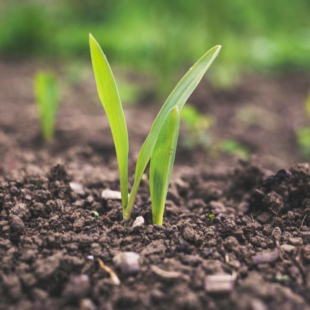 Agricultural subsidies and the SDGs