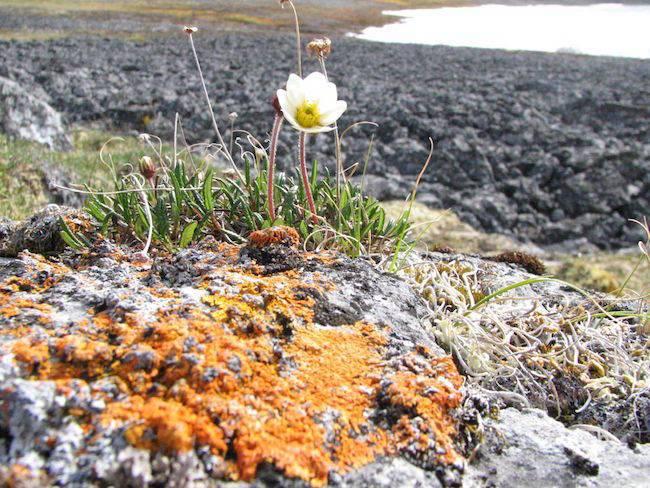 Alaska-oil-ANWR-NSPR-A.jpg