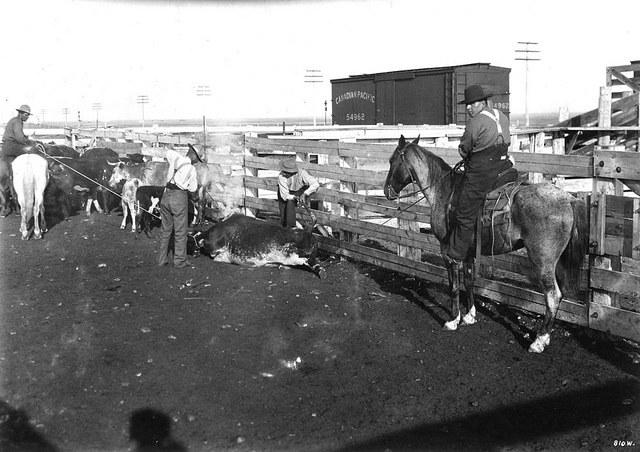 Alberta-Beef.jpg Alberta-Beef.jpg