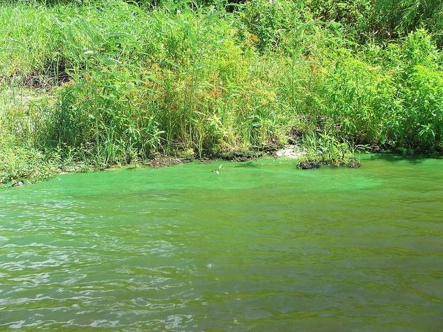 Algae-blooms-are-wrecking-Floridas-scenery-and-economy.jpg