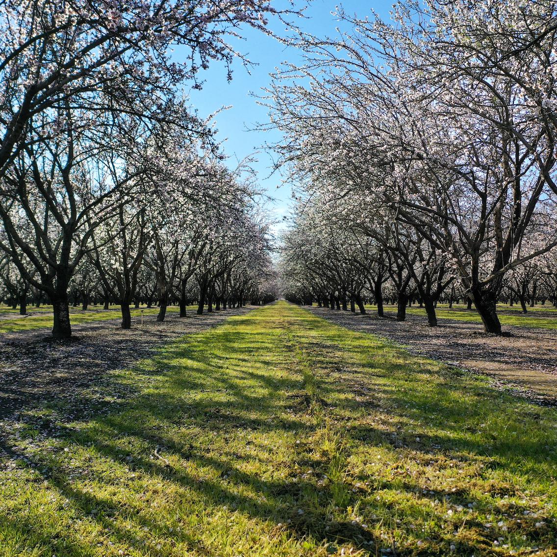 Rows of almond trees growing on the Kind Almonds Acres Initiative's 500-acre space in Fresno, California.