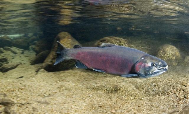 An-adult-male-Coho-salmon.jpg