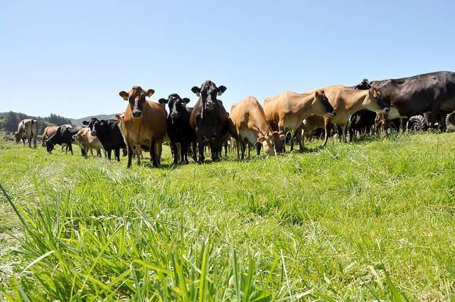 An-organic-dairy-farm-in-Oregon.jpg