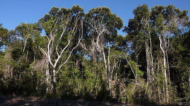 Atlantic-forest-cover-in-northeastern-Brazil1.jpg