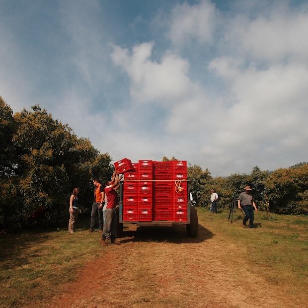 workers packing avocados onto a truck at a farm in Mexico