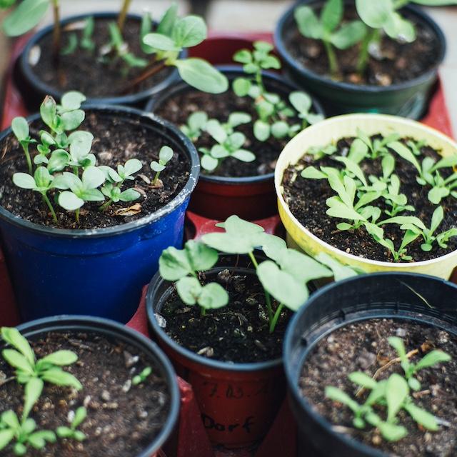Sprouts in plastic plant pots — plant pot recycling 