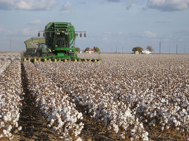BCI-Cotton.jpg